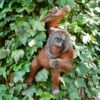 Darthome Limited Resin Orangutan Garden Sculpture