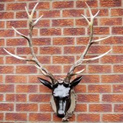 Darthome Limited Extra Large Glossy Black Stags Wall Head