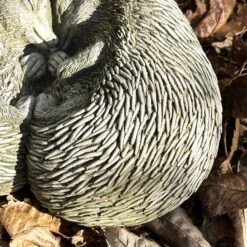 Darthome Limited Stone Cuddling Love Hedgehogs Sculpture -Decor Garden Shop IMG 4985 JPEG