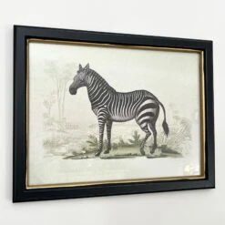 Darthome Limited Vintage Zebra Framed Wall Art