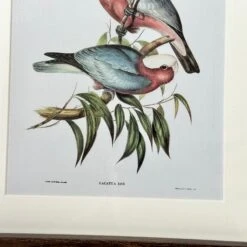 Darthome Limited Set Of 4 Birds Of Paradise Framed Prints -Decor Garden Shop IMG E1314