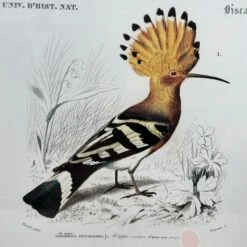 Darthome Limited Set Of 4 Birds Of Paradise Framed Prints -Decor Garden Shop IMG E1333