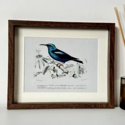 Darthome Limited Set Of 4 Birds Of Paradise Framed Prints -Decor Garden Shop IMG E1356