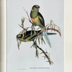 Darthome Limited Set Of 4 Birds Of Paradise Framed Prints -Decor Garden Shop IMG E1371