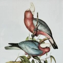 Darthome Limited Set Of 4 Birds Of Paradise Framed Prints -Decor Garden Shop IMG E1382 0bf854b5 51c9 4505 8327 7a33d258b568