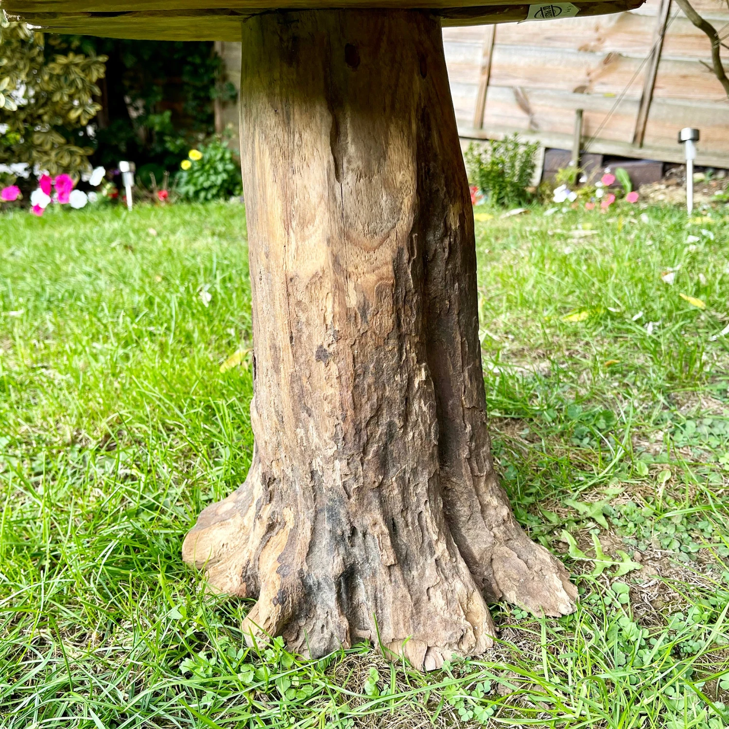 Darthome Limited Tall Teak Root Mushroom Sculpture 42cm 3 Darthome Limited Tall Teak Root Mushroom Sculpture 42cm - Image 3