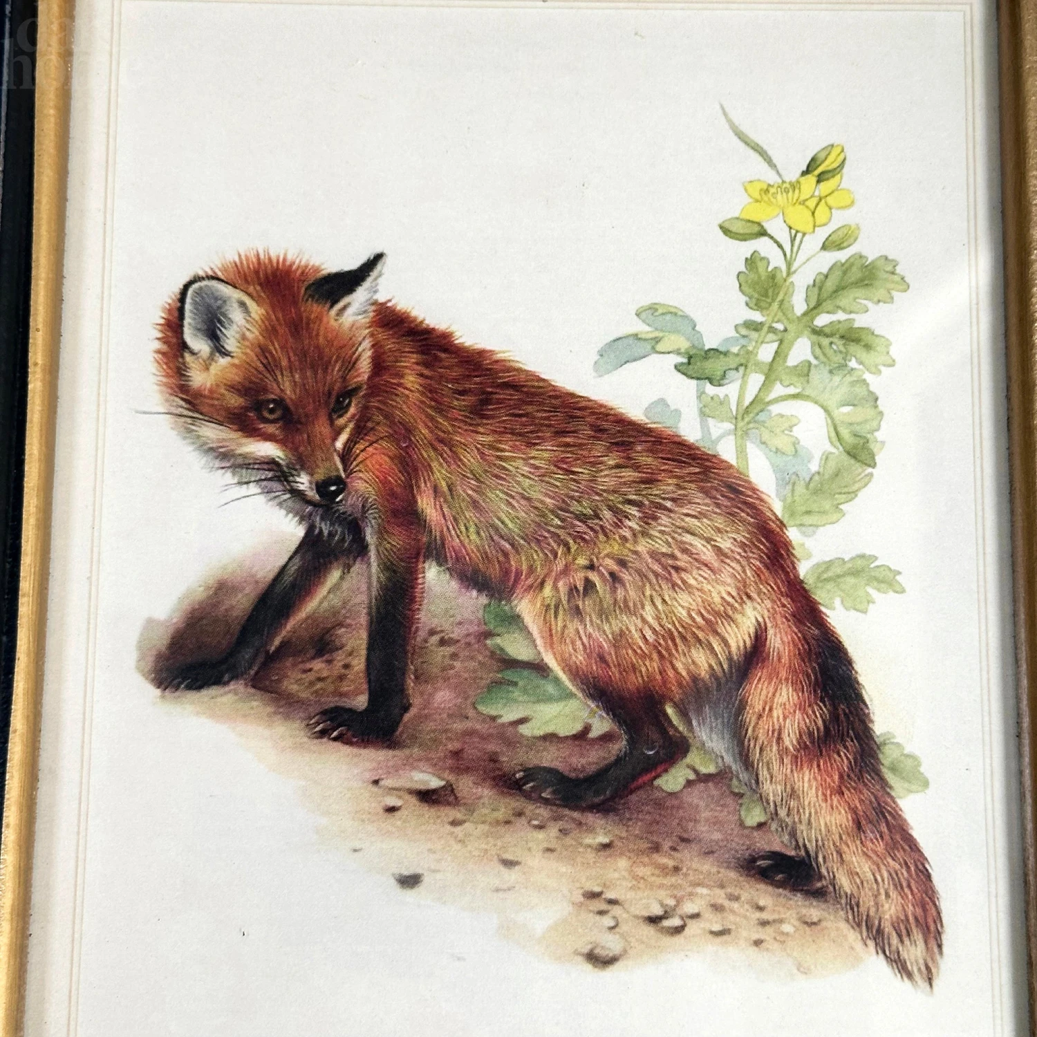 Darthome Limited Forest Fox Toile Framed Print 2 Darthome Limited Forest Fox Toile Framed Print - Image 2