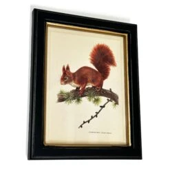Darthome Limited Forest Red Squirrel Toile Framed Print -Decor Garden Shop IMG E1824copy
