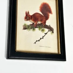 Darthome Limited Forest Red Squirrel Toile Framed Print -Decor Garden Shop IMG E1828 3231ec18 edc1 4b36 961c c5529c526f3f