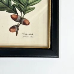 Darthome Limited Forest White Oak Acorns Toile Framed Print -Decor Garden Shop IMG E1835 618c648a 3e6f 49d5 8f32 42bea2f60354