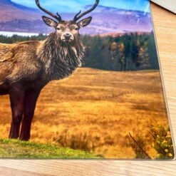 Darthome Limited Large Stag Glass Chopping Board -Decor Garden Shop IMG E3528 edited24