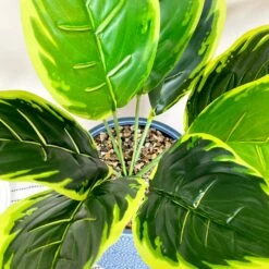 Darthome Limited Artificial Dieffenbachia Flower In Blue Pot -Decor Garden Shop IMG E4620 edited93