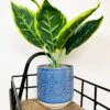 Darthome Limited Artificial Dieffenbachia Flower In Blue Pot