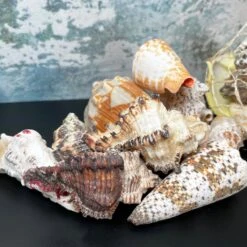 Darthome Limited Mixed Natural Sea Shells Fish Net Bag 700g -Decor Garden Shop IMG E5177