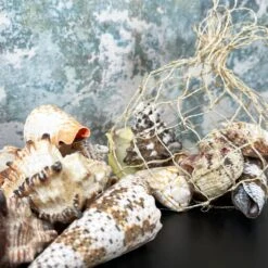 Darthome Limited Mixed Natural Sea Shells Fish Net Bag 700g -Decor Garden Shop IMG E5179