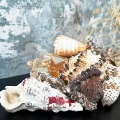 Darthome Limited Mixed Natural Sea Shells Fish Net Bag 700g -Decor Garden Shop IMG E5180