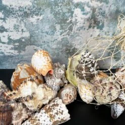 Darthome Limited Mixed Natural Sea Shells Fish Net Bag 700g -Decor Garden Shop IMG E5181