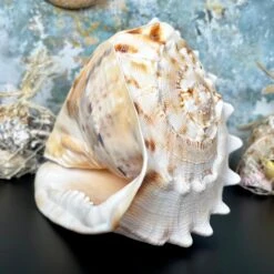 Darthome Limited Giant Horned Queen Helmet Shell