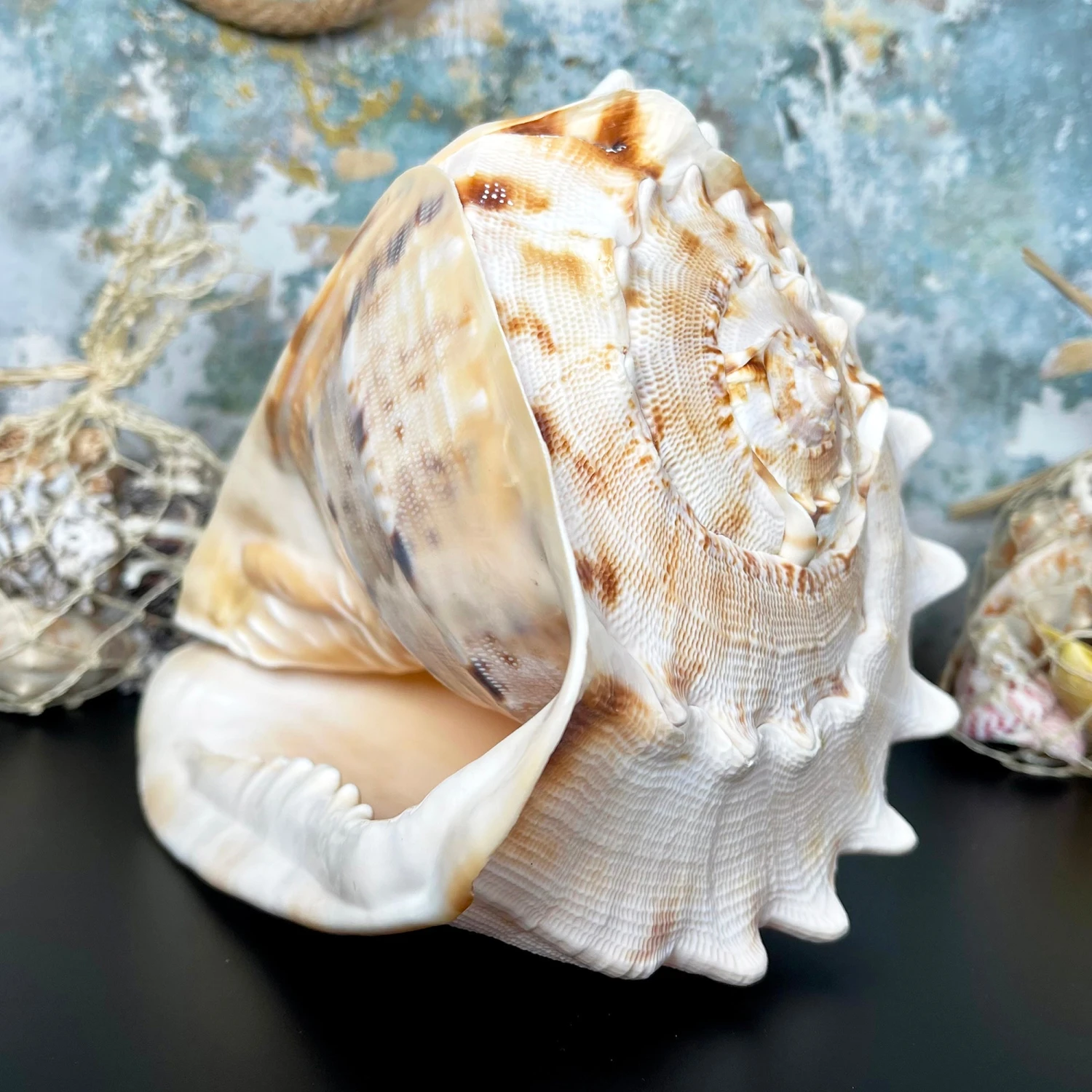 Darthome Limited Giant Horned Queen Helmet Shell 1 Darthome Limited Giant Horned Queen Helmet Shell