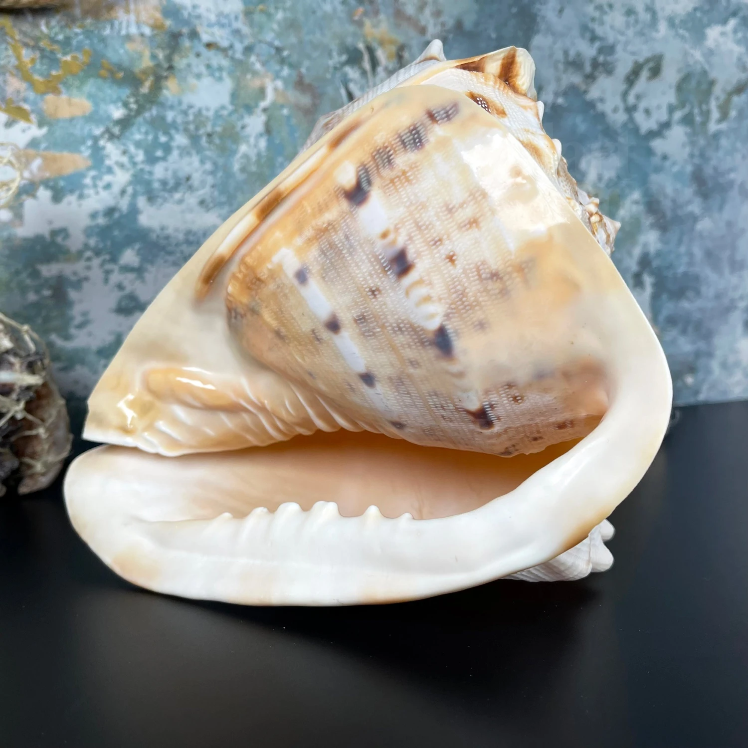 Darthome Limited Giant Horned Queen Helmet Shell 3 Darthome Limited Giant Horned Queen Helmet Shell - Image 3