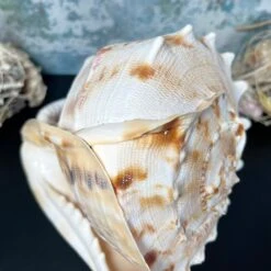 Darthome Limited Giant Horned Queen Helmet Shell 9 Darthome Limited Giant Horned Queen Helmet Shell -Decor Garden Shop IMG E5225