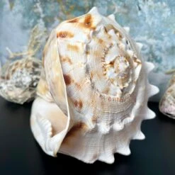 Darthome Limited Giant Horned Queen Helmet Shell 10 Darthome Limited Giant Horned Queen Helmet Shell -Decor Garden Shop IMG E5226