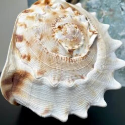 Darthome Limited Giant Horned Queen Helmet Shell 11 Darthome Limited Giant Horned Queen Helmet Shell -Decor Garden Shop IMG E5227