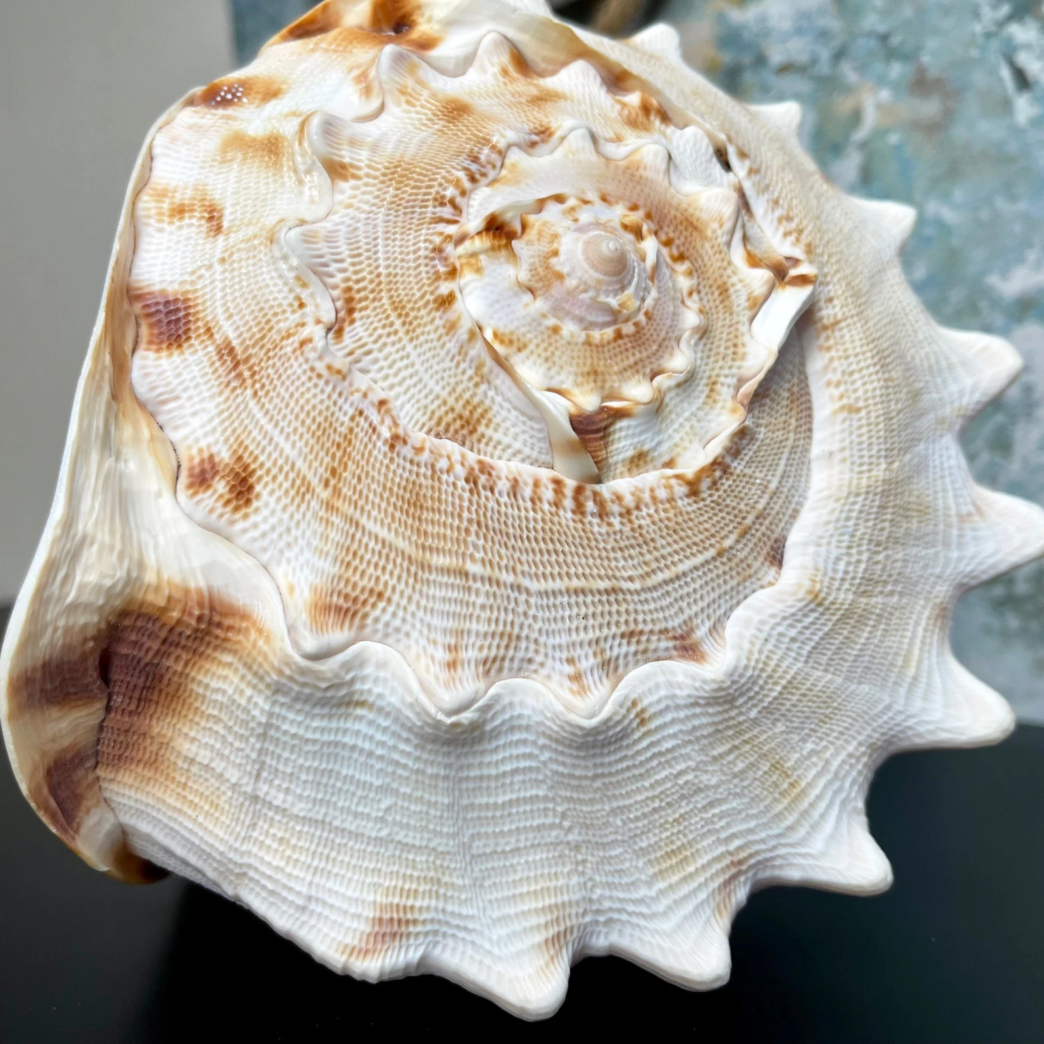 Darthome Limited Giant Horned Queen Helmet Shell 6 Darthome Limited Giant Horned Queen Helmet Shell - Image 6