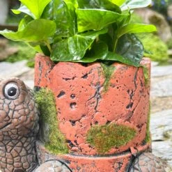 Darthome Limited Cement Turtle Planter With Clay Pipe Pot -Decor Garden Shop IMG E6313 edited19