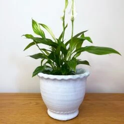 Darthome Limited White Cement Indoor Plant Pot