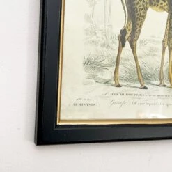 Darthome Limited Vintage Giraffe Framed Wall Art -Decor Garden Shop IMG E7283