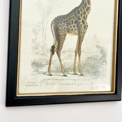 Darthome Limited Vintage Giraffe Framed Wall Art -Decor Garden Shop IMG E7284 5bbe417f 7aaf 4a18 ba20 3c7e4b7217ec