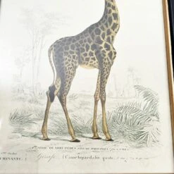 Darthome Limited Vintage Giraffe Framed Wall Art -Decor Garden Shop IMG E7285