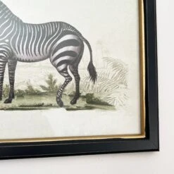 Darthome Limited Vintage Zebra Framed Wall Art -Decor Garden Shop IMG E7309