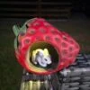 Darthome Limited Rabbit In Strawberry Solar Garden Ornament
