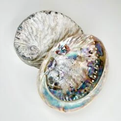 Darthome Limited Unpolished Colourful Natural Abalone Sea Shells