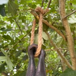 Darthome Limited Hanging Bat Garden Ornament -Decor Garden Shop IMG E7618 editedBL