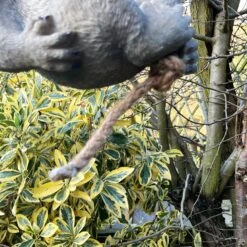 Darthome Limited Hanging Grey Koala Ornament 13 Darthome Limited Hanging Grey Koala Ornament -Decor Garden Shop IMG E7990