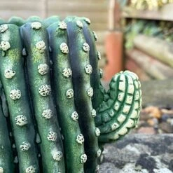 Darthome Limited Small Cement Cactus Planter 8 Darthome Limited Small Cement Cactus Planter -Decor Garden Shop IMG E9304