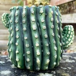 Darthome Limited Small Cement Cactus Planter 9 Darthome Limited Small Cement Cactus Planter -Decor Garden Shop IMG E9305